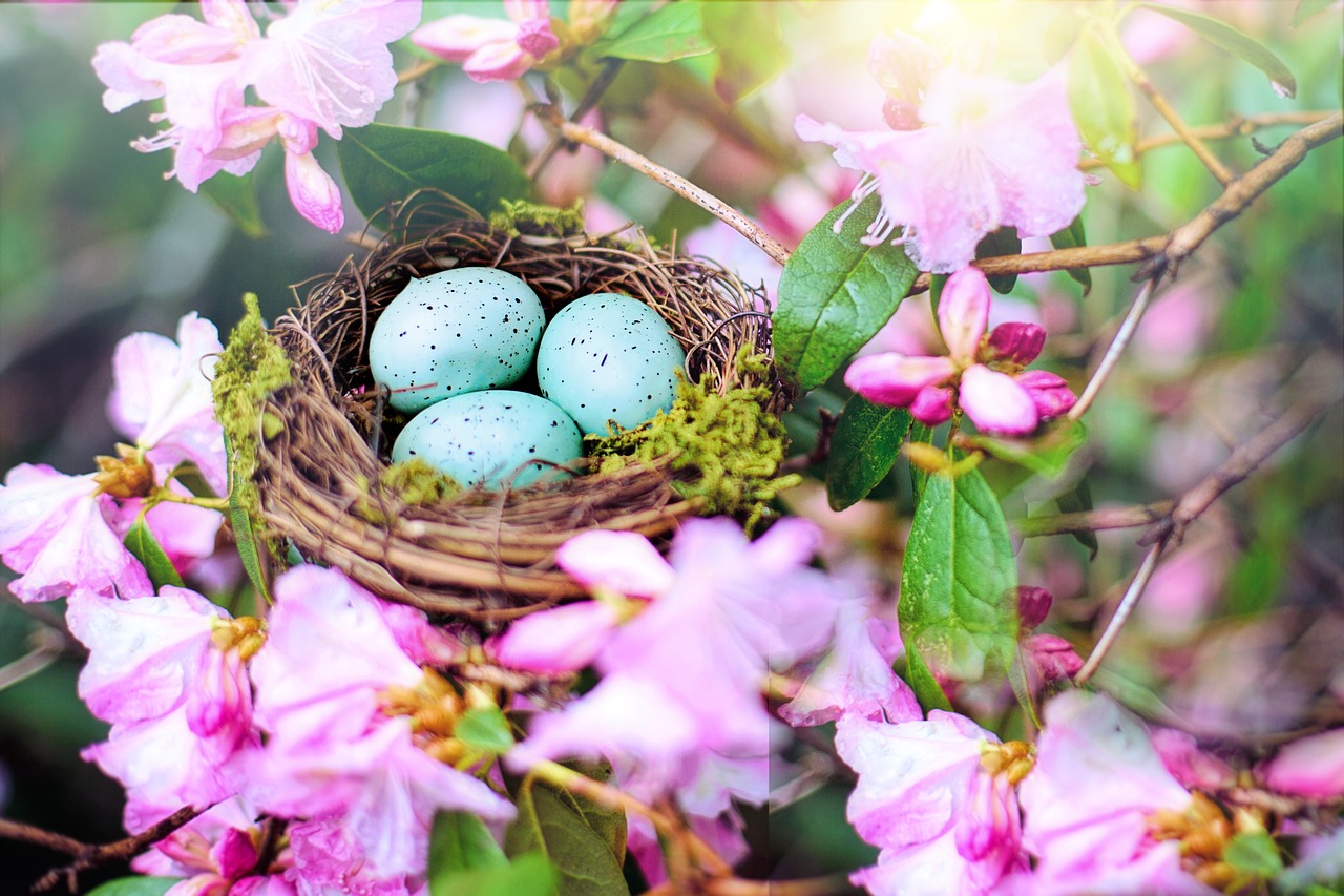 nest-4194445_1280